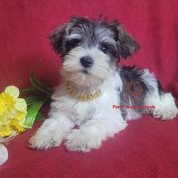 Companion Cross, Miniature Schnauzer, and Yorkshire Terrier Puppies from Puppy Sugars Kennels