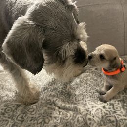 "Dad and puppy" Miniature Schnauzer Puppies from D&D Mini Schnauzers