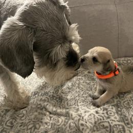 "Dad and puppy" Miniature Schnauzer Puppies from D&D Mini Schnauzers