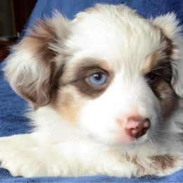 Australian Shepherd, Miniature Australian Shepherd, and Toy Australian Shepherd Puppies from V5 Mini Aussies