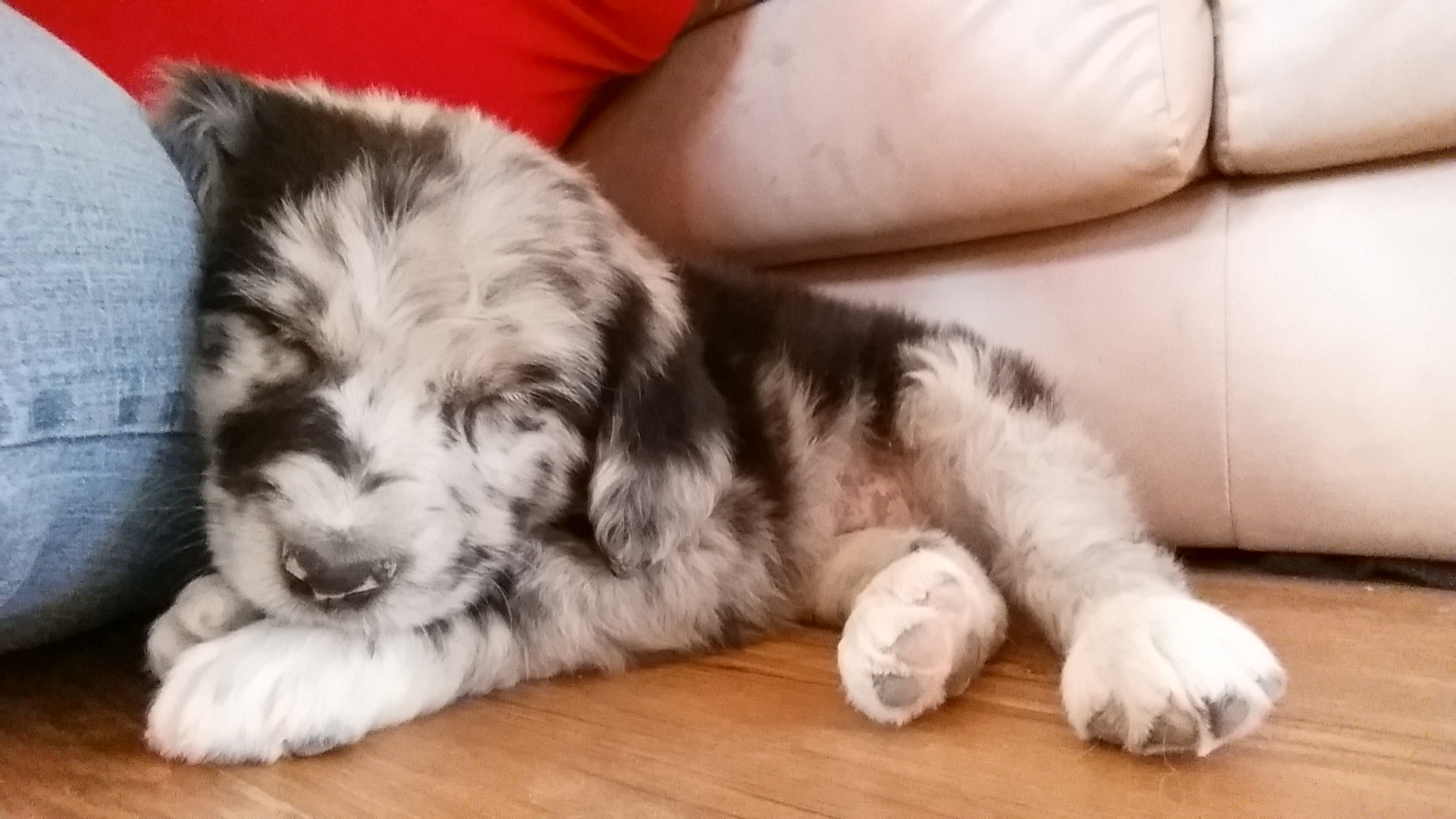 Shichon and Aussiedoodle Puppies from PTK Ranch