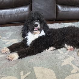 Bernedoodle, Goldendoodle, and Shih Tzu Puppies from TrueLine kennels