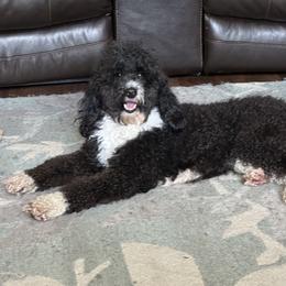 Bernedoodle, Goldendoodle, and Shih Tzu Puppies from TrueLine kennels