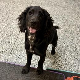 Ellie - Black female English Cocker Spaniel puppy in Lake City, Florida from Ryndal & Co.