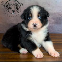 Savannah - Black tri-color female Australian Shepherd puppy in Fultonville, New York from Sandy Aussies & Pomeranians