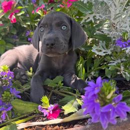 Kenobi - Silver gray male Weimaraner puppy in Kirtland, New Mexico from Weim Squadron
