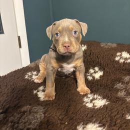 Daemon - Lilac tri-color male American Bully puppy in Henderson, Kentucky from Medusa’s Bullies