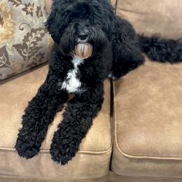 Skye - Australian Labradoodle