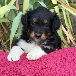 Luna - Black tri-color female Australian Shepherd puppy in Harrah, Oklahoma from Kamm's Aussies