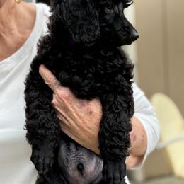 Fryderyk - Black male Poodle puppy in Hartselle, Alabama from Phare Poodles