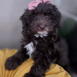 Zara - Chocolate female Goldendoodle puppy in Decatur, Tennessee from Diamond's Doodles
