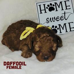 Daffodil - Red  female Goldendoodle puppy in Beecher, Illinois from Erica’s Doodles