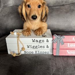 Tucker - Dapple male Dachshund puppy in Stuart, Iowa from Johnson Family Corgis and more
