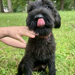 Red collar - Black female Giant Schnauzer puppy in Sedalia, Missouri from Valour's Giants
