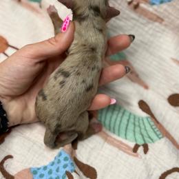 Sneezy AKC - Dapple male Dachshund puppy in Oklahoma City, Oklahoma from Barrett’s Doxie Farm