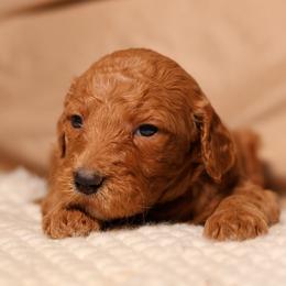 Bliss (Light Purple) - Cream female Goldendoodle puppy in Palmetto Bay, Florida from SOMIDOODLES