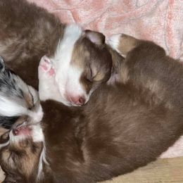 Miniature American Shepherds from Riverside Aussies
