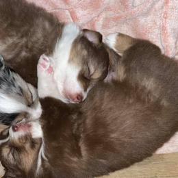 Miniature American Shepherds from Riverside Aussies