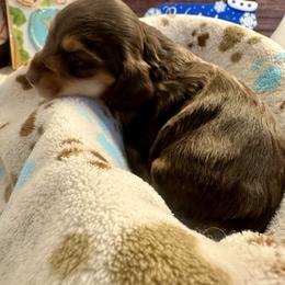Uggles - Chocolate and cream male Dachshund puppy in Hensley, Arkansas from The Dachshund Barn