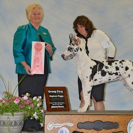 Great Dane Puppies from Dunn Right Ranch