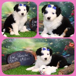 Porsche - Black tri female Toy Australian Shepherd puppy in Levelland, Texas from Once Upon a Time Aussies