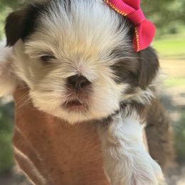 Peanut - Liver and white female Shih Tzu puppy in Big Sandy, Texas from Heart and Soul Shih Tzu