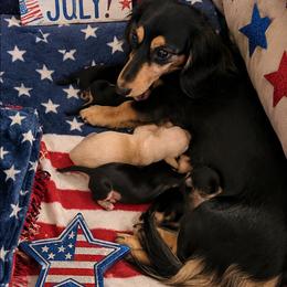 Dachshund puppies from Faith & Grace Doxies