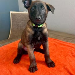 Kenobi (Green) - Black sable male Belgian Malinois puppy in Buckeue, Arizona from Légende Vivante Du Chief Kennel