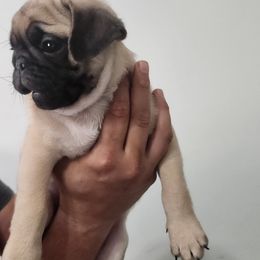 Pugs from Alisa's Pugs