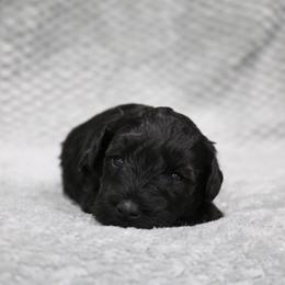 Chocolate Chip - Black male Miniature Schnauzer puppy in Tremonton, Utah from Rocky Mountain Schnauzer