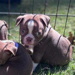 B. Red Boy - Red male Boston Terrier puppy in Mc Donough, Georgia from Ballard Boston Terriers