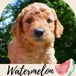 Watermelon - Apricot male Goldendoodle puppy in Batavia, Ohio from Cozy Cove Goldendoodles