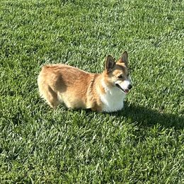 Lilibet - Pembroke Welsh Corgi