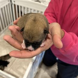 Pupchino - Sesame male Shiba Inu puppy in Elizabeth, New Jersey from Shiba Inu Loving Care