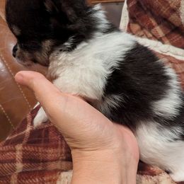 Nyx - Black and tan parti female Pomeranian puppy in California from TD Dream Poms