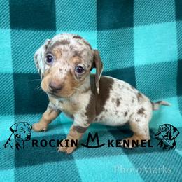 Chocolate Dapple - Chocolate and tan female Dachshund puppy in George West, Texas from Rockin M Kennel