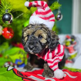 Rudolph - Sable male Aussiedoodle puppy in Indiahoma, Oklahoma from Phamily Doodles