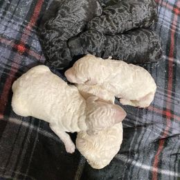 Girl 3 - White Poodle puppy in Corryton, Tennessee from Outlaw Standard Poodles