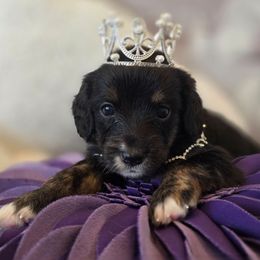 Katherine - Black female Double Doodle puppy in Prescott Valley, Arizona from Ramirez Family Doodles