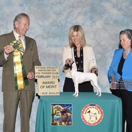 Molly - Toy Fox Terrier