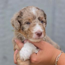 Coconut - Red merle male Aussiedoodle puppy in Lithia, Florida from Waterford Doodle Farm