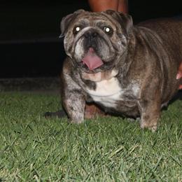 Furiosa - Bulldog