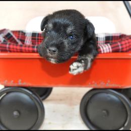 AKC 25041 - Salt and pepper male Miniature Schnauzer puppy in Mount Airy, Georgia from Miniature Schnauzers GA, LLC