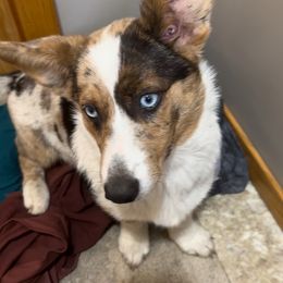 American Corgi, Cardigan Welsh Corgi, and Pembroke Welsh Corgi Puppies from Enok Corgis