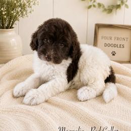 Magnolia - Brown and white female Bernedoodle puppy in Thornville, Ohio from Four Front Doodles & Friends