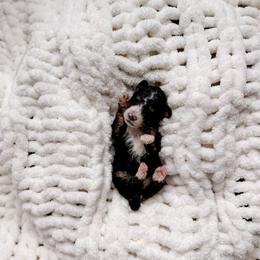 Bonifacio - Tri-color male Bernedoodle puppy in Cold Spring, Minnesota from A.N.A. Doodles