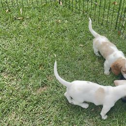 Dachshund Puppies from Harvin’s Weenie Gang