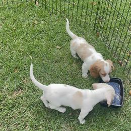 Dachshund Puppies from Harvin’s Weenie Gang