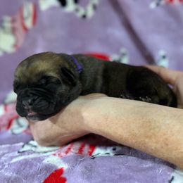 Purple Collar - Fawn female Cane Corso puppy in Paris, Texas from Knucklehead Cane Corso