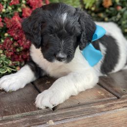 Bernedoodle Puppies from White Oak
